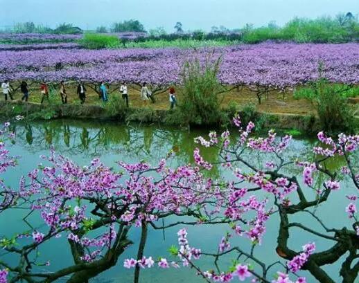 清明节成都踏青赏花好去处——香蕉成人在线网站欧迪办公家具推荐